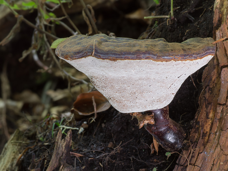 Ganoderma carnosum